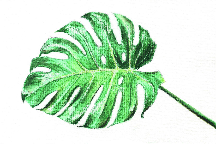 Monstera Leaf Painting by Masha Batkova