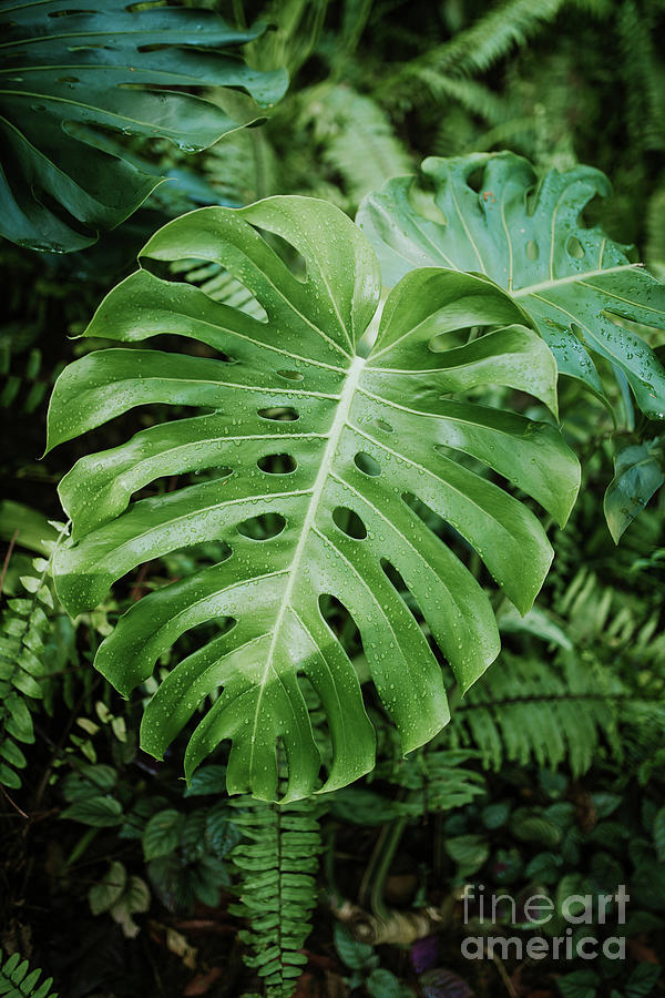 Jungle Photograph - Monstera plant by Viktor Pravdica