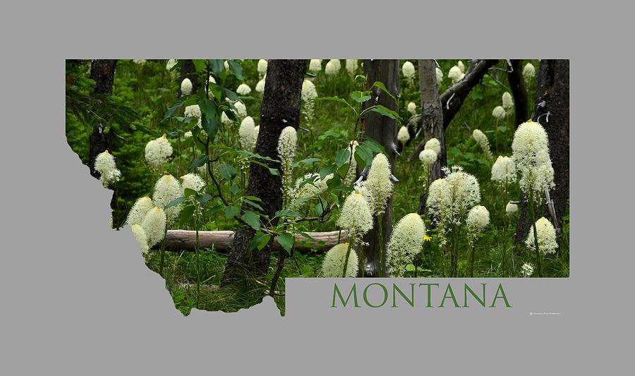 Montana Bear Grass Photograph by Whispering Peaks Photography
