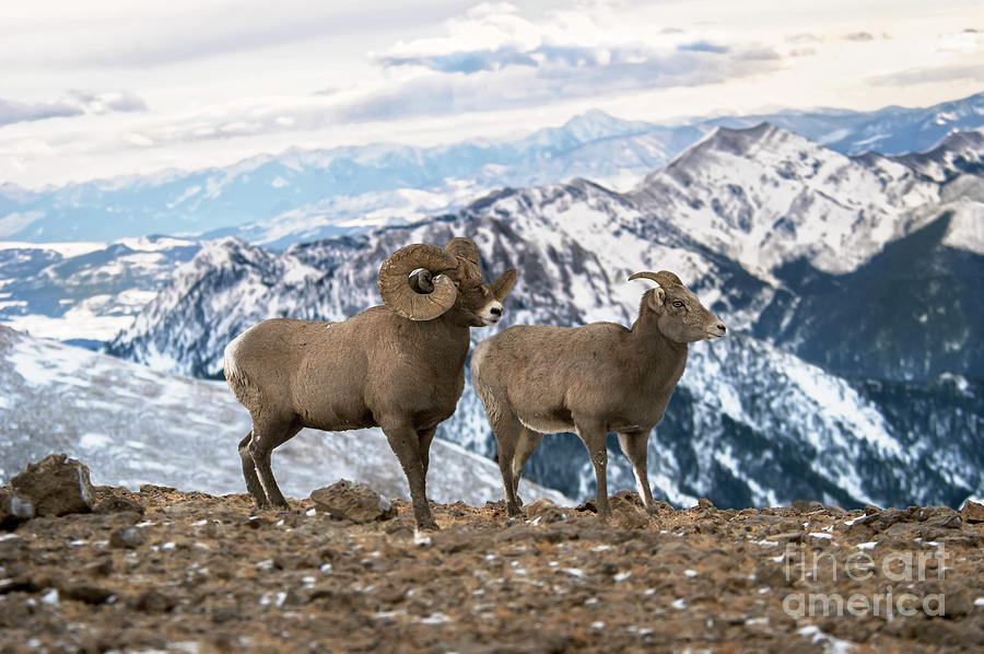 Montana Bighorn Sheep Photograph by Wildlife Fine Art