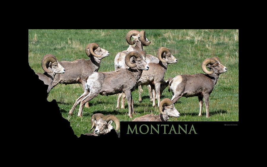 Montana -Bighorn Rams Photograph by Whispering Peaks Photography