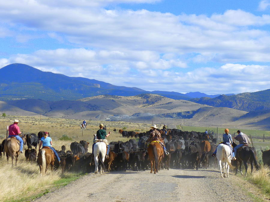 Cattle Drive Photograph - Montana Cattle Drive by Cheryl Gordon