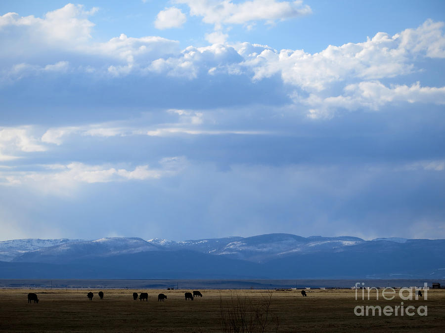 Montana Cattle Photograph by Rachel Morrison