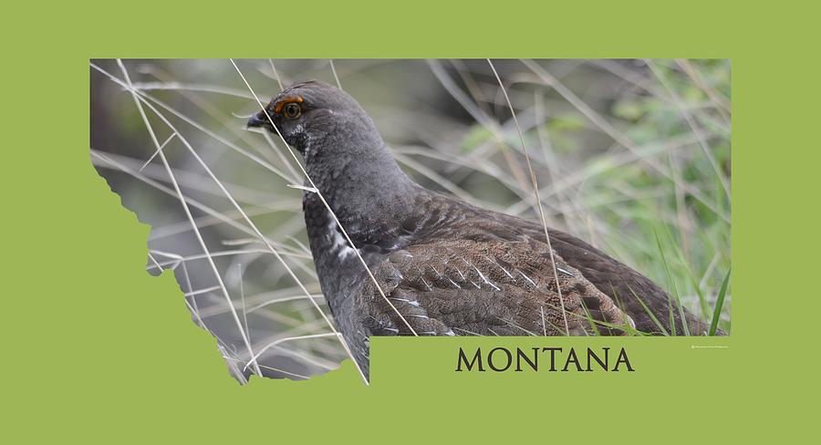 Montana- Dusky Grouse Photograph by Whispering Peaks Photography
