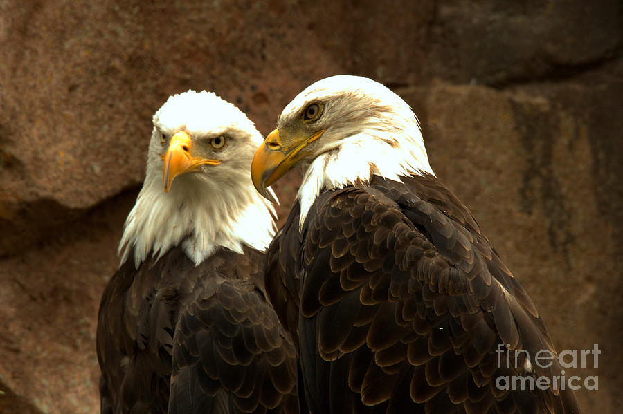 Montana Eagle Pair Photograph by Adam Jewell
