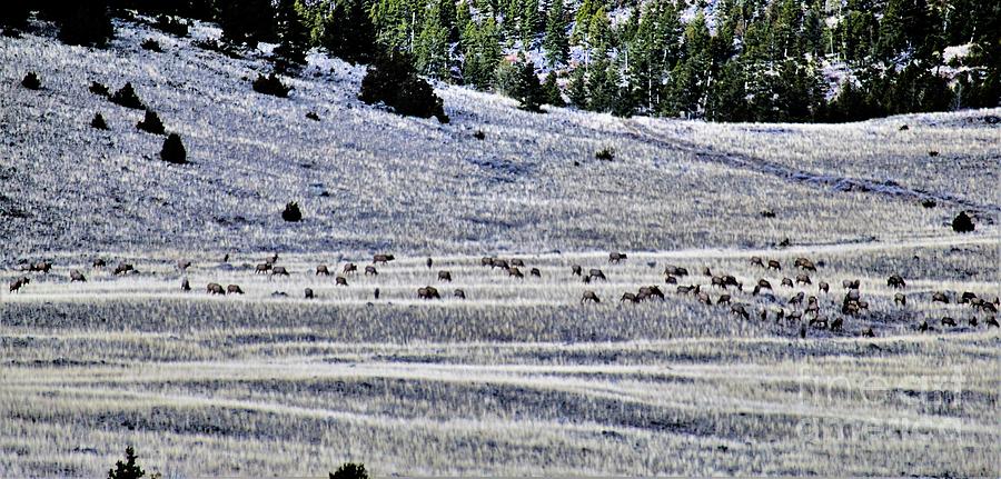 Montana Elk, count em Photograph by Merle Grenz