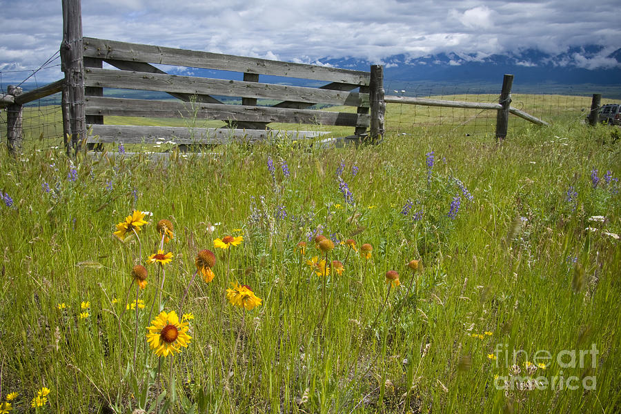 Flower Photograph - Montana Essence by Idaho Scenic Images Linda Lantzy
