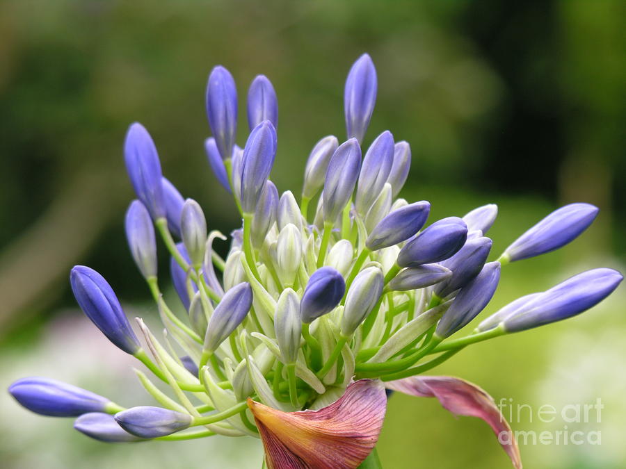 Purple Photograph - Montana Flower  by Diane Lesser