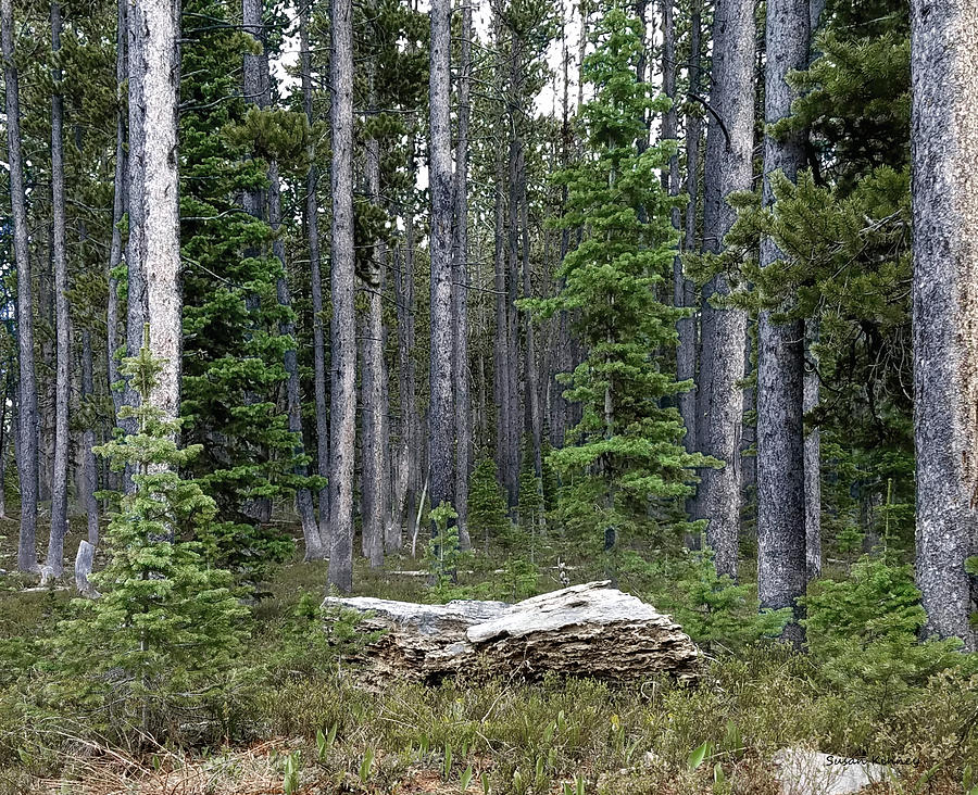 Montana Forest Digital Art by Susan Kinney