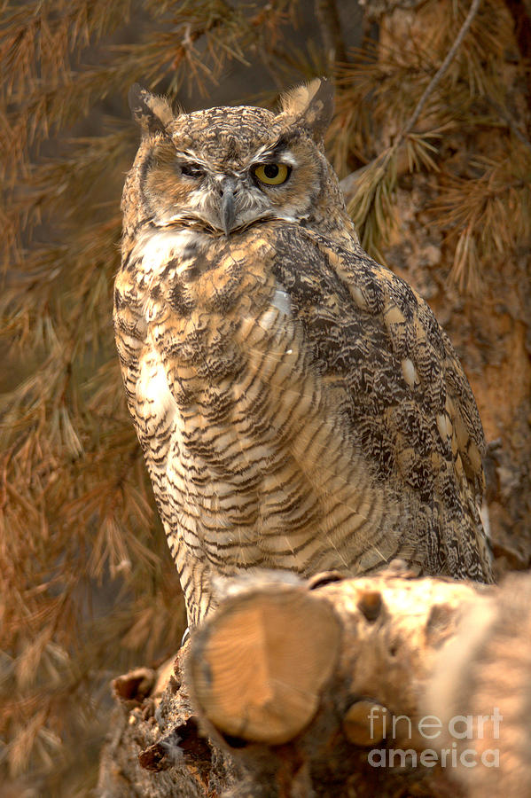 Montana Great Horned Owl Photograph by Adam Jewell
