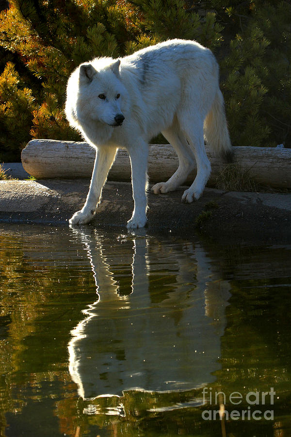Montana Grey Wolf Reflections Photograph by Adam Jewell