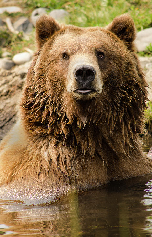 Montana Grizzly by David Cabana Montana Grizzly by David Cabana