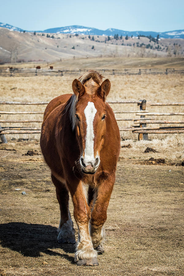 Montana Horse Ranch Photograph by Paul Freidlund