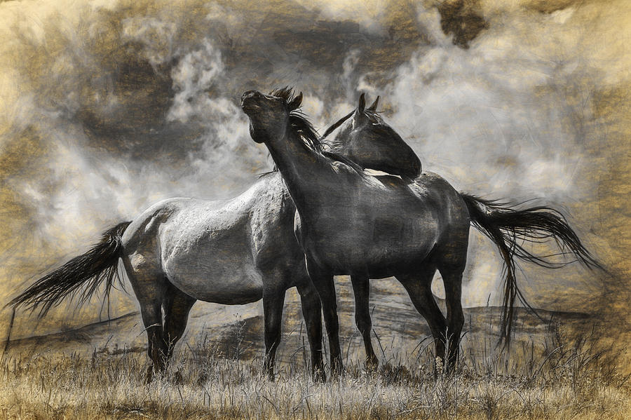 Montana Horses Digital Graphic Photograph by Randall Nyhof
