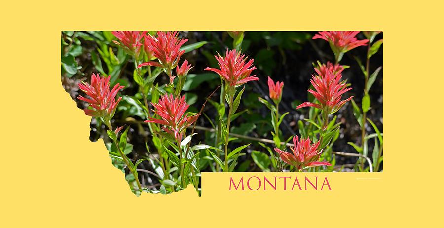 Montana-Indian Paintbrush  Photograph by Whispering Peaks Photography