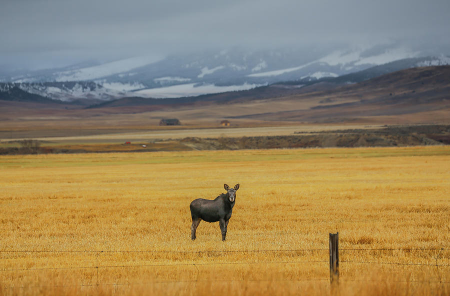 Montana Moose Photograph by Sam Amato