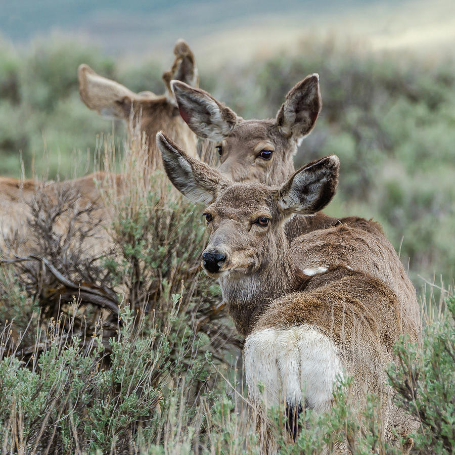 Montana Mule Deer On A Spring Night Photograph by Yeates Photography