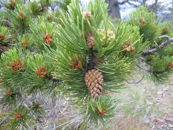 Montana Pine Photograph by C E McConnell - Fine Art America