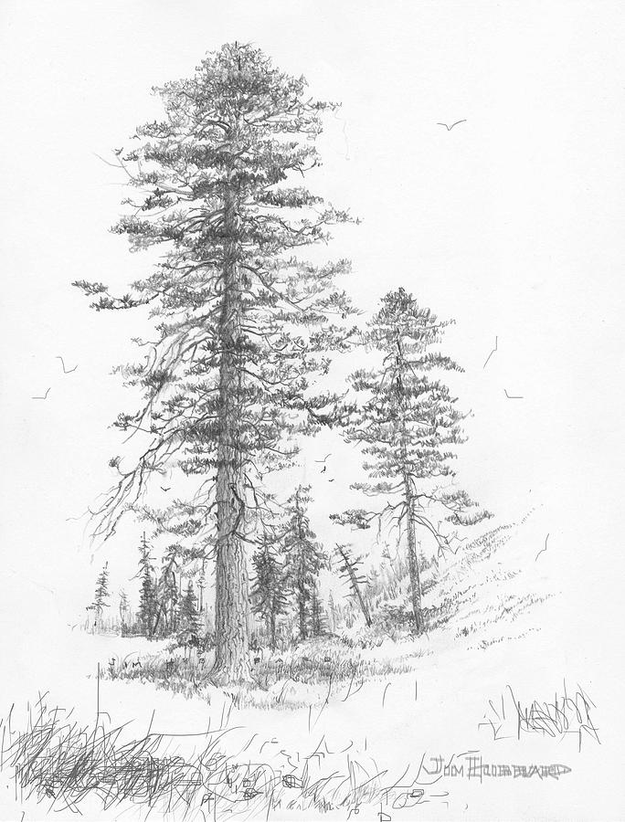 Montana State Tree Drawing - Montana-Ponderosa Pine by Jim Hubbard