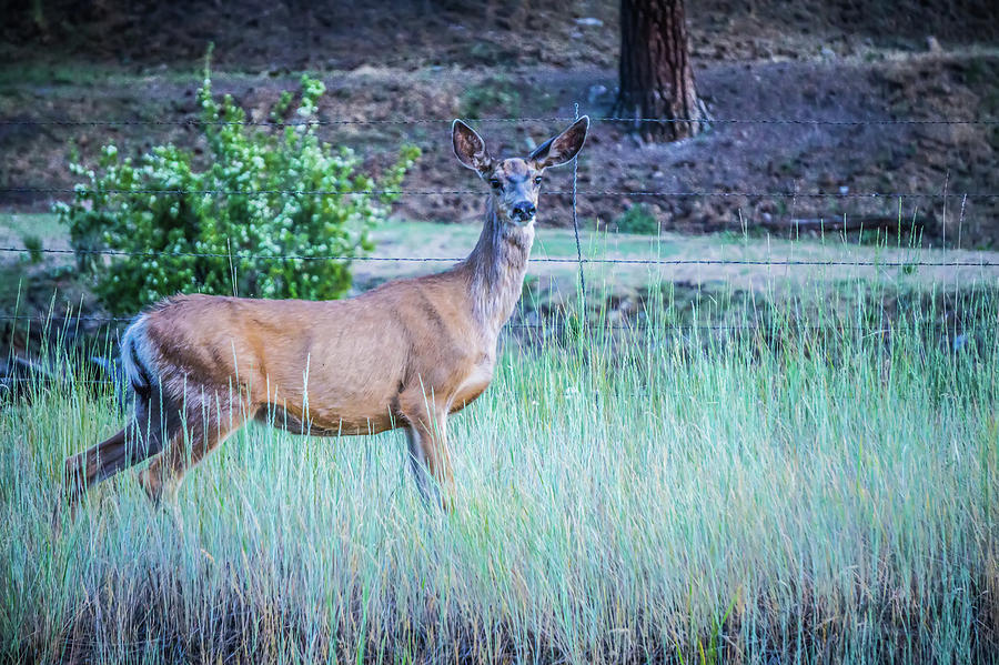 Deer Photograph - Montana Red Deer Doe Grazing In Field by Alex Grichenko