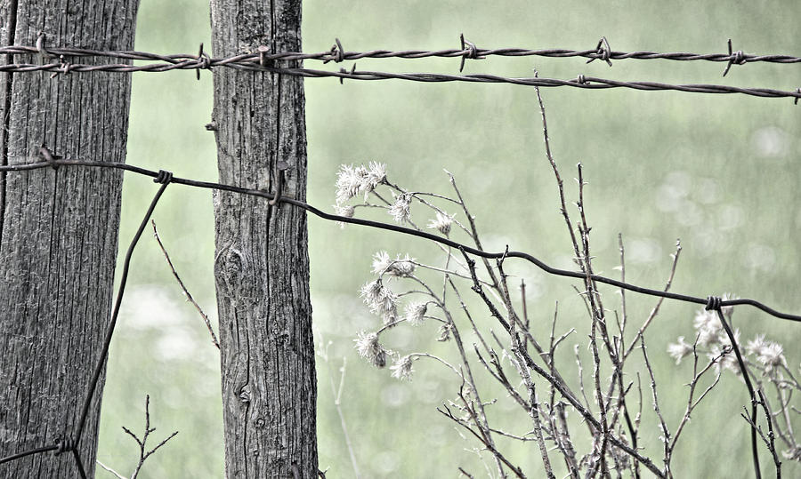 Montana Rustic Fence and Weeds Green  Photograph by Jennie Marie Schell