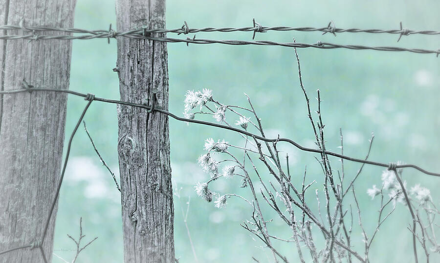 Montana Rustic Fence and Weeds Teal Photograph by Jennie Marie Schell