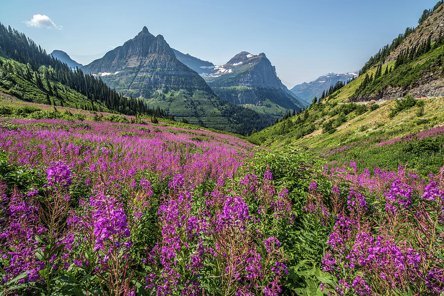 Glacier National Park Photograph - Montana Summer Wildflowers by Peter Tellone