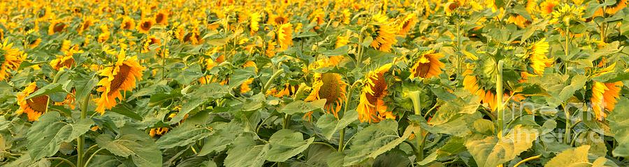 Sunflowers Photograph - Montana Sunflower Field by Adam Jewell