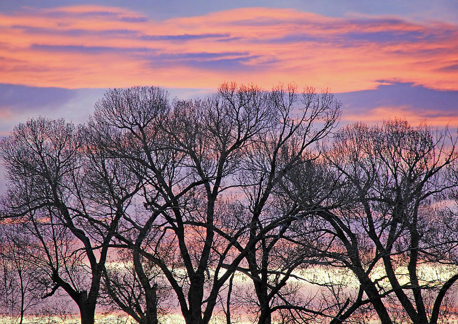 Montana Sunrise Tree Silhouette Photograph by Jennie Marie Schell