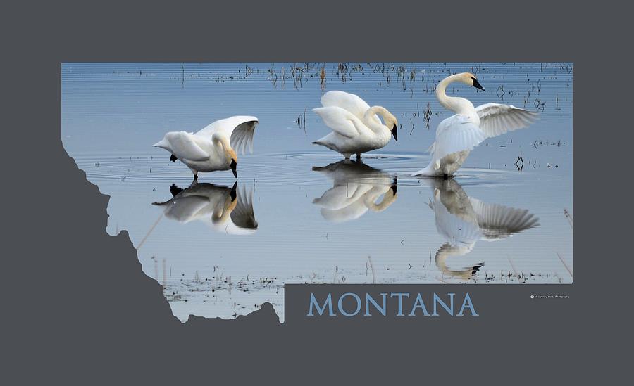 Montana- Swan Ballet Photograph by Whispering Peaks Photography