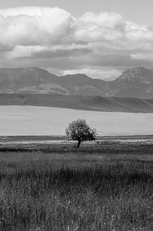 Montana Tree and Mountains  Photograph by John McGraw