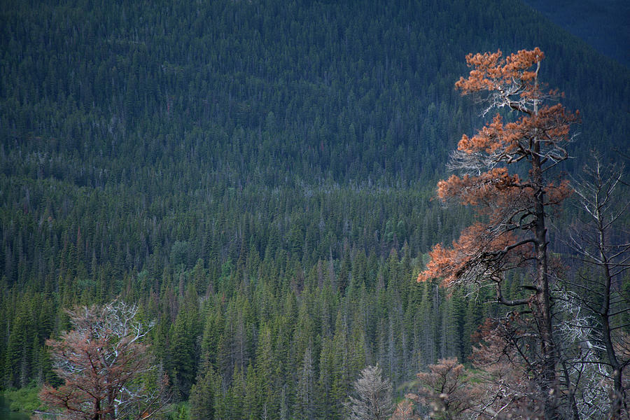Montana Tree Line Photograph by David Chasey