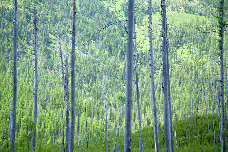 Montana Trees Photograph by David Chasey