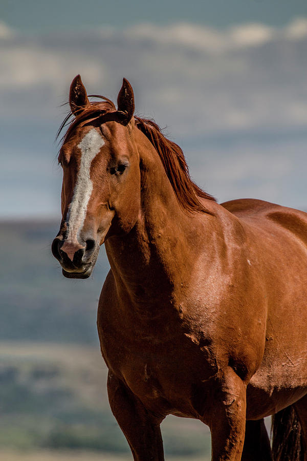Montana Wild Horses 2 Photograph by Teresa Wilson