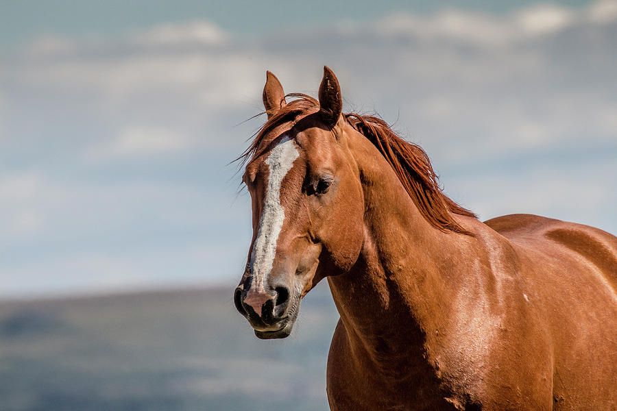 Montana Wild Horses 3 Photograph by Teresa Wilson