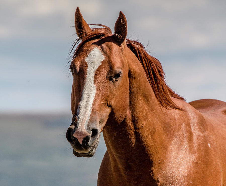 Montana Wild Horses Photograph by Teresa Wilson