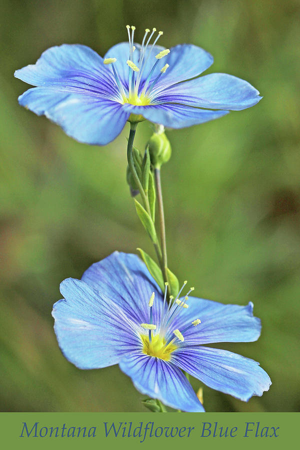 Montana Wildflower Blue Flax Photograph by Jennie Marie Schell