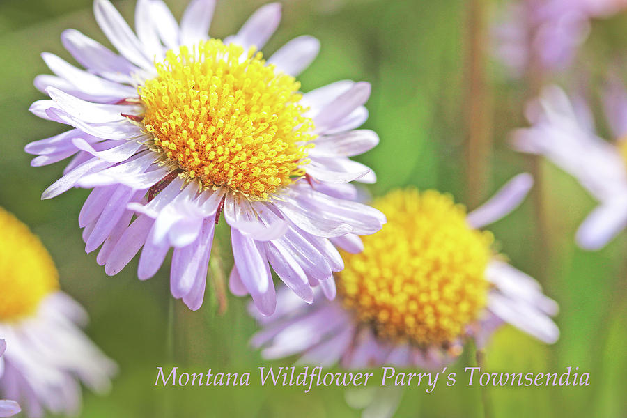 Montana Wildflower Parrys Townsendia Photograph by Jennie Marie Schell