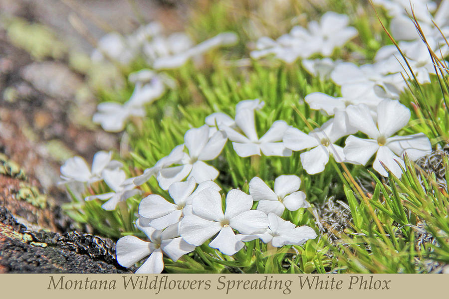 Montana Wildflowers Spreading White Phlox Photograph by Jennie Marie Schell