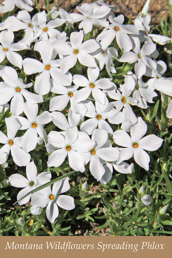 Montana Wildflowers White Phlox Photograph by Jennie Marie Schell