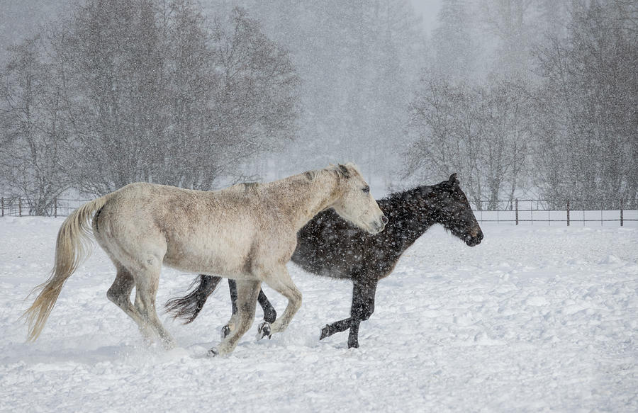 Montana Winter Photograph by Elizabeth Waitinas