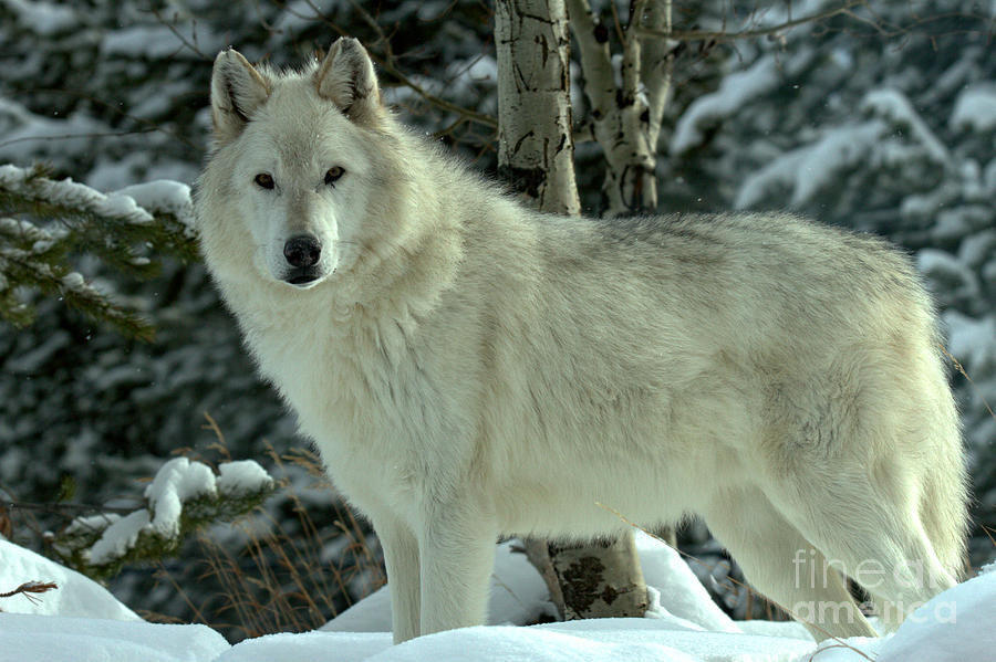 Montana Winter Wolf Photograph by Adam Jewell