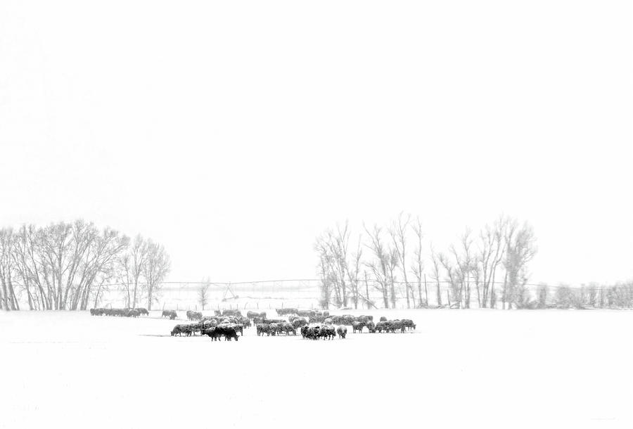 Winter Photograph - Montana Winters Cattle  by Jennie Marie Schell