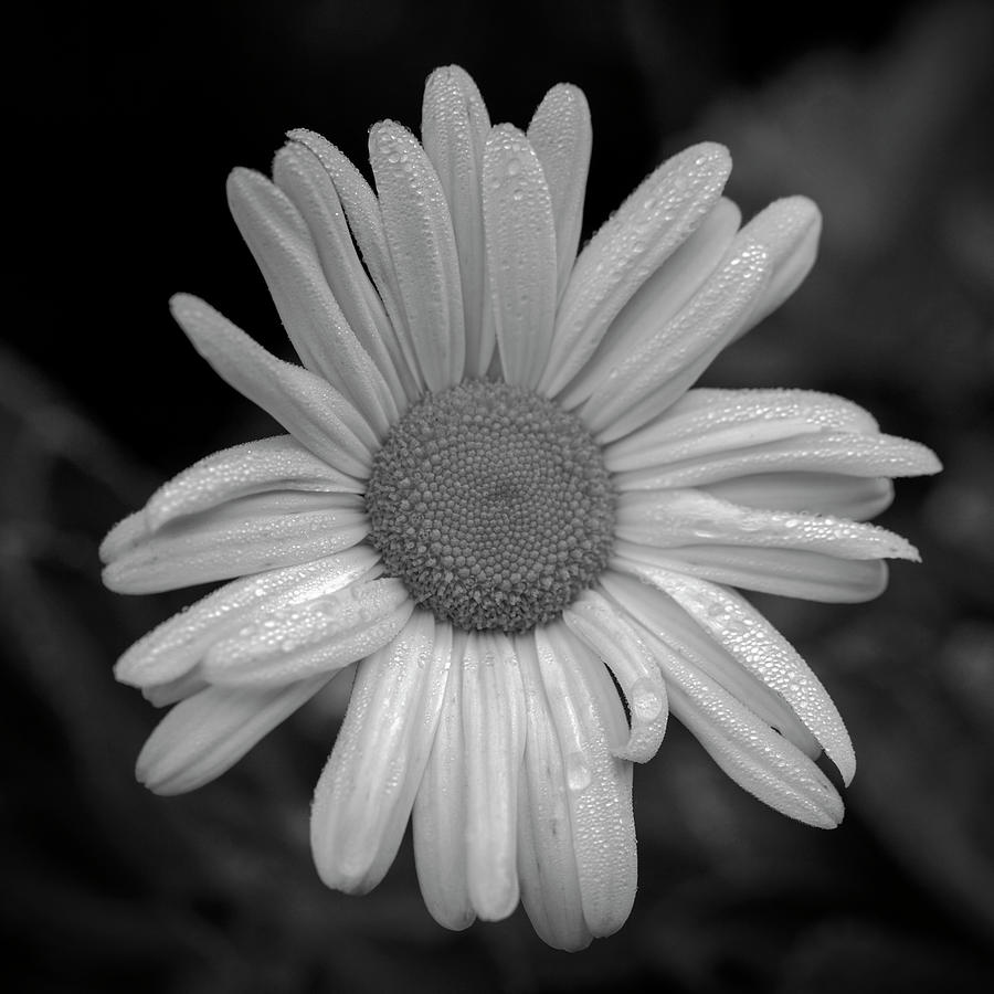 Montauk Daisy Photograph by Steve Gravano