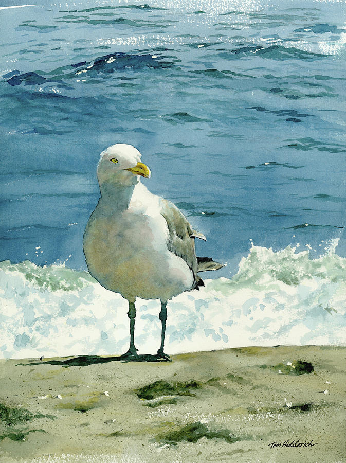 Beach Painting - Montauk Gull by Tom Hedderich