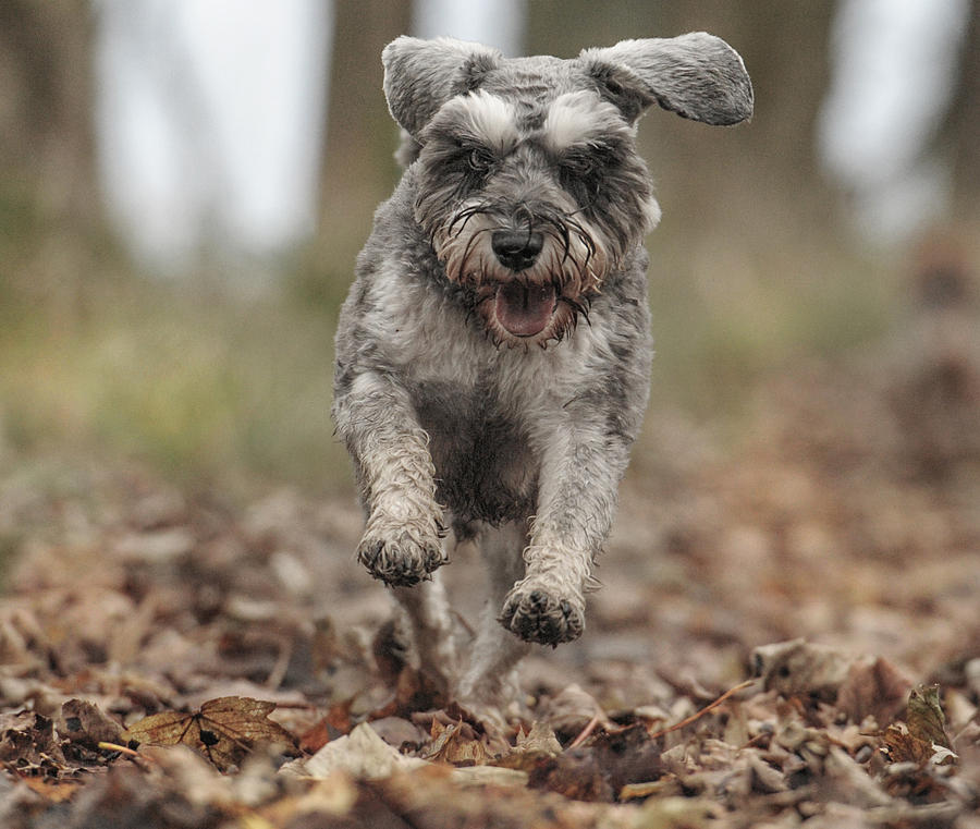 Dog Photograph - Montay The  Shnauzer Dog by Michael M Sweeney