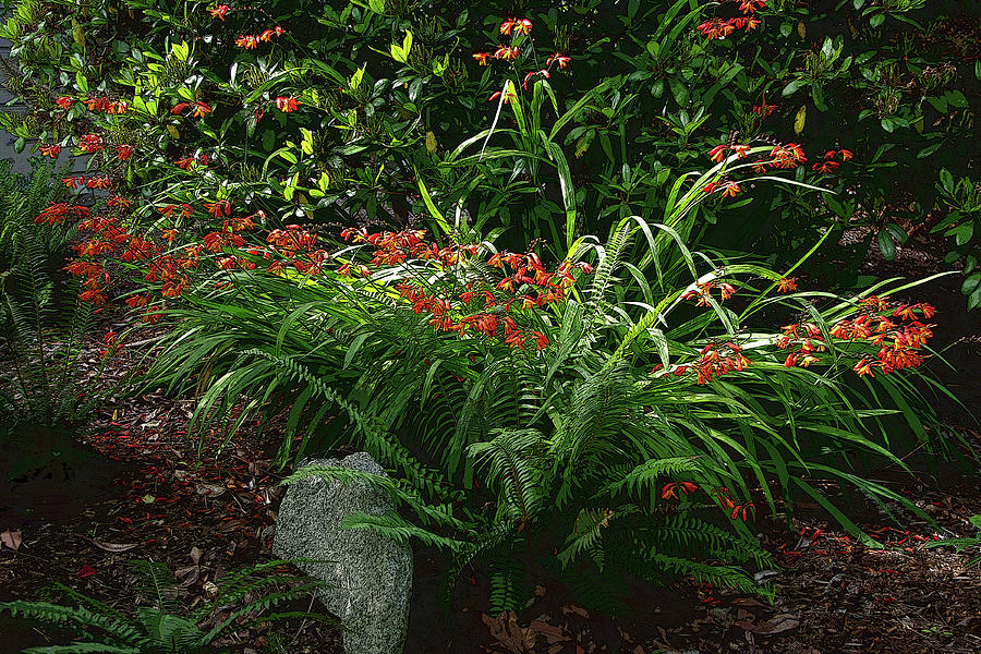 Montbresia Garden by Betty Pehme Montbresia Garden by Betty Pehme