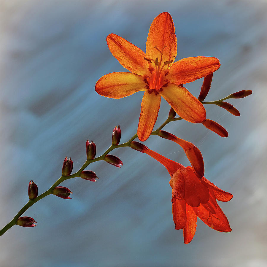 Montbretia flower Photograph by Shirley Mitchell