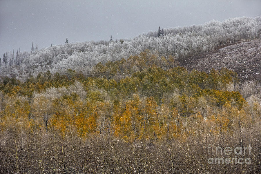 Monte Cristo Autumn Snow Photograph by Spencer Baugh