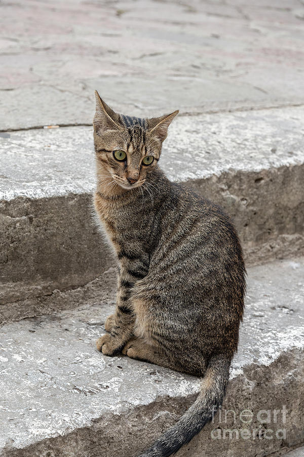 Montenegro Kotor Kitty Photograph by Antony McAulay